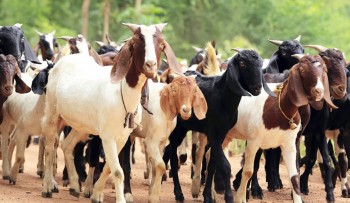 कर्णालीमा खसी बोकाबाट तीन अर्ब २४ करोड बराबरको आम्दानी